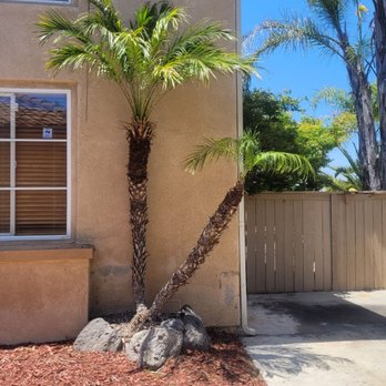 Gone With The Weeds - In total, about 30 trees were trimmed, including 27 palms of several varieties. - Landscaping Near Me Gone With The Weeds - In total, about 30 trees were trimmed, including 27 palms of several varieties. - Landscaping Near Me