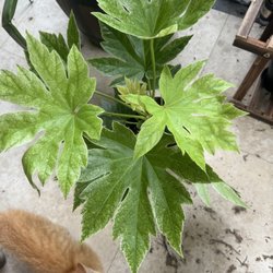 Brumley & Bloom - The actual plant I received