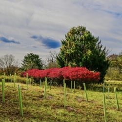 Vincent DiFilippo Nature Preserve