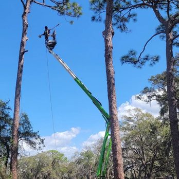 Albert & Ellis - Work in the woods - Tree Services Near Me - Tampa, Florida Albert & Ellis - Work in the woods - Tree Services Near Me - Tampa, Florida