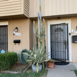 The Cactus Doctor - I had planted these cacti in 2012; they were 6 inches tall in 2012.  I was concerned about black rot and the striping effect.
