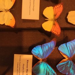 Brazosport Museum of Natural Science - More butterflies
