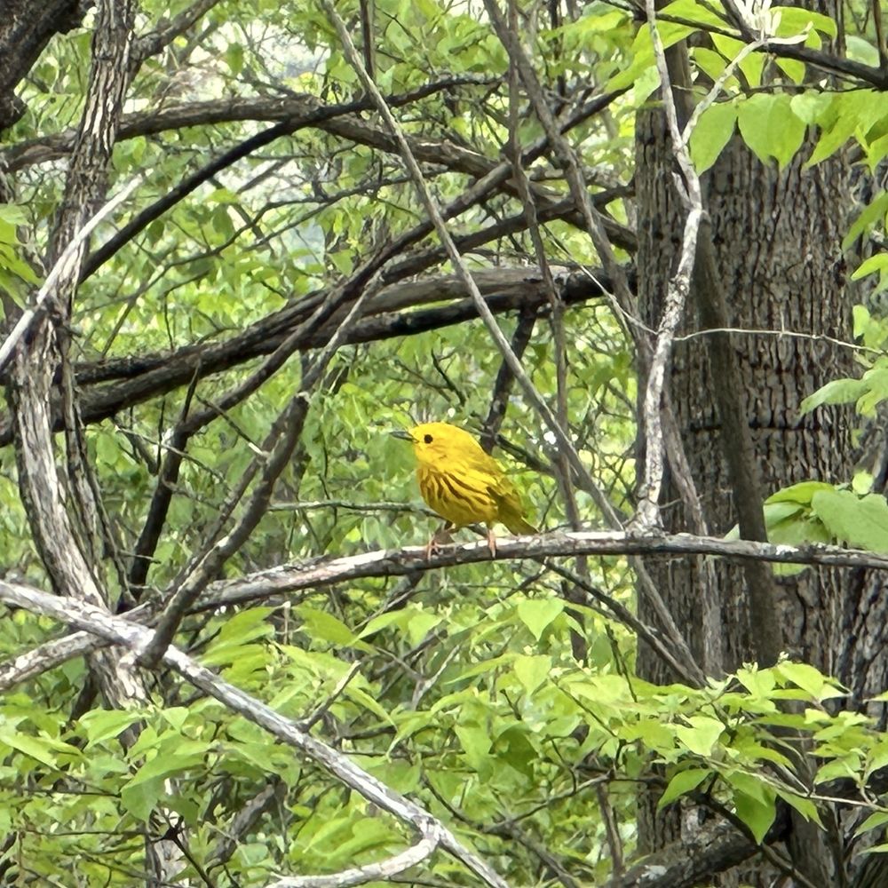 Rock Cut State Park - Yellow warbler - Parks Near Me - Loves Park, Illinois Rock Cut State Park - Yellow warbler - Parks Near Me - Loves Park, Illinois