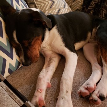 Camp Bow Wow - Exhausted after a full day of play at day care! - Pet Training Near Me - Houston, Texas Camp Bow Wow - Exhausted after a full day of play at day care! - Pet Training Near Me - Houston, Texas