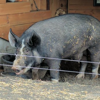 Beaux Frères - This pig looks happy, but her stall was so tiny. Tiny only because I think this is the biggest Sow I HAVE EVER seen. The size of a VW BUG!! - Wineries Near Me - Newberg, Oregon Beaux Frères - This pig looks happy, but her stall was so tiny. Tiny only because I think this is the biggest Sow I HAVE EVER seen. The size of a VW BUG!! - Wineries Near Me - Newberg, Oregon