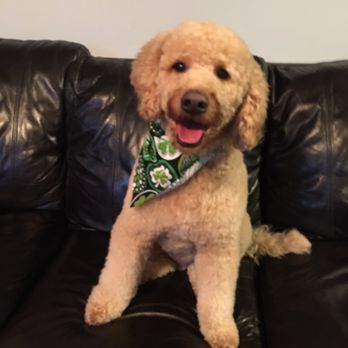 Puppy Love Grooming - Pet Groomers Near Me - Pittsburgh, Pennsylvania Puppy Love Grooming - Pet Groomers Near Me - Pittsburgh, Pennsylvania