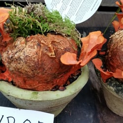 The Flowersmith