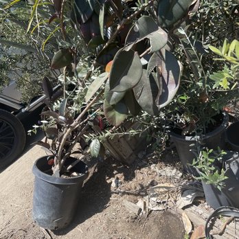 Jauregui Nursery - Nurseries & Gardening Near Me - Lakewood, California Jauregui Nursery - Nurseries & Gardening Near Me - Lakewood, California