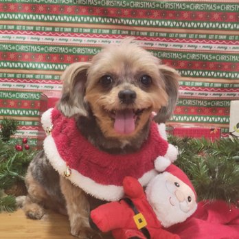The Grateful Dog - Little Christmas cutie!! - Pet Groomers Near Me - Clackamas, Oregon The Grateful Dog - Little Christmas cutie!! - Pet Groomers Near Me - Clackamas, Oregon