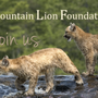 Mountain Lion Foundation