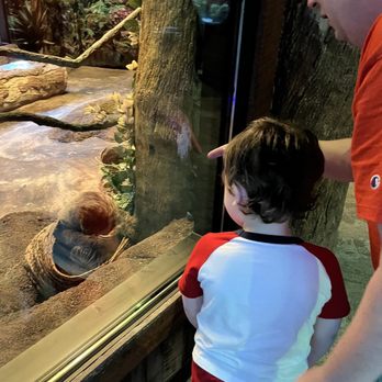 Ripley's Mirror Maze - Sloth - Aquariums Near Me - Myrtle Beach, South Carolina Ripley's Mirror Maze - Sloth - Aquariums Near Me - Myrtle Beach, South Carolina