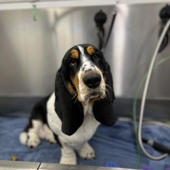Paws Mobile Salon - Pet Groomers Near Me - Lake Orion, Michigan Paws Mobile Salon - Pet Groomers Near Me - Lake Orion, Michigan
