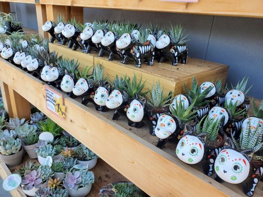 Trader Joe's by null