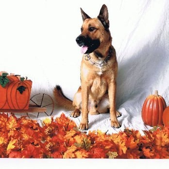 Bill Whatley's Dog Training Service - Pet Training Near Me - Fort Worth, Texas Bill Whatley's Dog Training Service - Pet Training Near Me - Fort Worth, Texas