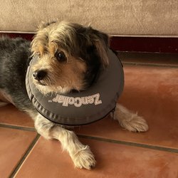 Nova Animal Hospital