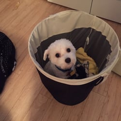 Humane Association of Warren County - My rescue dog Willie Bib best dog ever. Just resting in the laundry basket