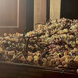 Avignonesi - Grapes drying for dessert wine