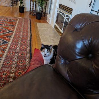 Michelle's Caring Cat Sitting Services - Pet Sitting Near Me Michelle's Caring Cat Sitting Services - Pet Sitting Near Me