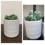 Photo of NY City Succulents