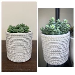 NY City Succulents - Burros tail