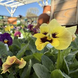 Armstrong Garden Centers