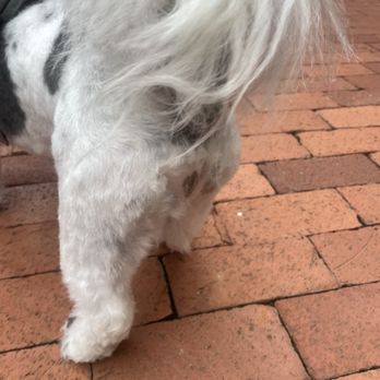 Doggy Style - Bald spot - Pet Stores Near Me - Washington, DC, District of Columbia