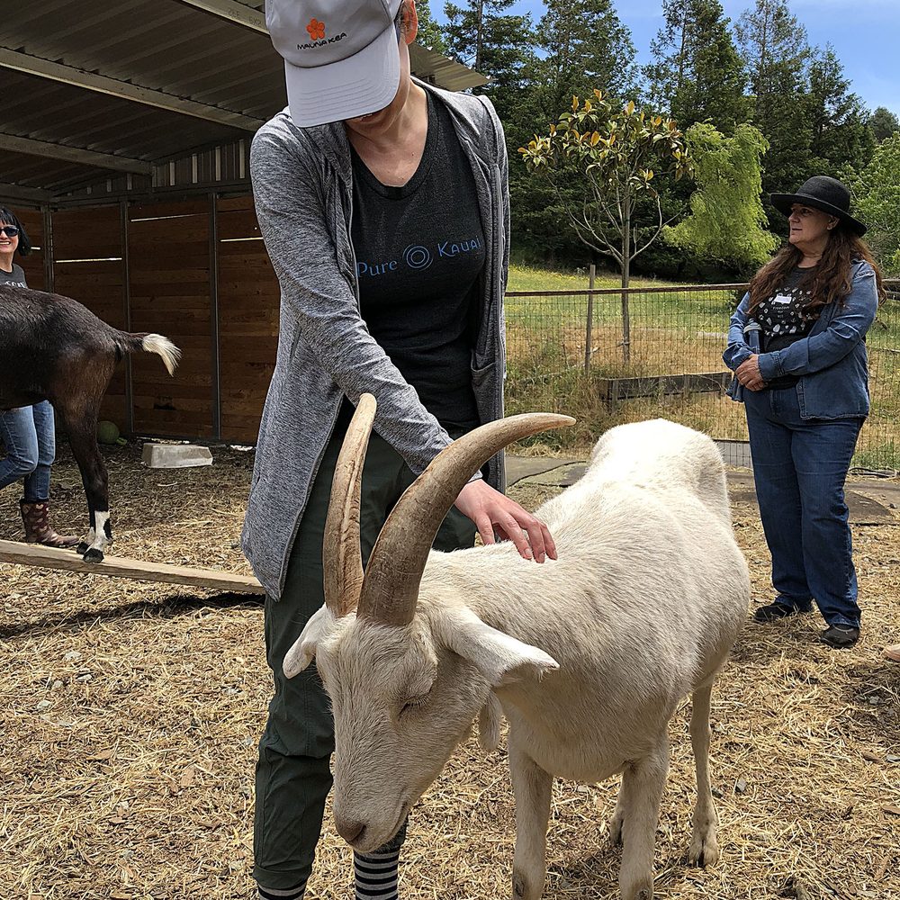 Rancho Compasion - Rancho Compasion - goat fancy - Animal Shelters Near Me - Nicasio, California Rancho Compasion - Rancho Compasion - goat fancy - Animal Shelters Near Me - Nicasio, California