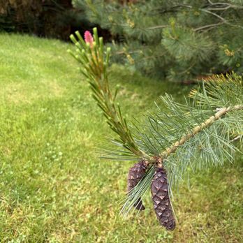 Earth Sanctuary - Pinecones - Parks Near Me - Langley, Washington