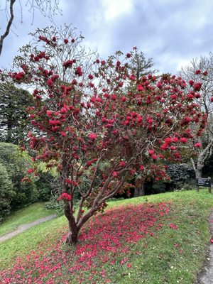 Wellington Botanic Garden by null