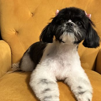 Fancy Paws - Pet Groomers Near Me - Pecos, Texas Fancy Paws - Pet Groomers Near Me - Pecos, Texas