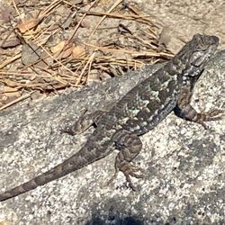 Whale Beach Trail - Hello there!