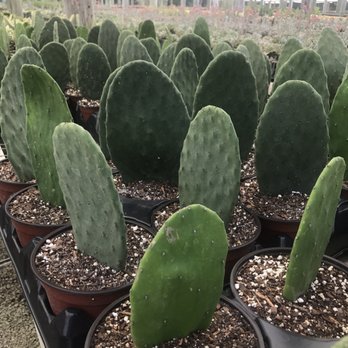 Isaac Farms - Nurseries & Gardening Near Me - Miami, Florida Isaac Farms - Nurseries & Gardening Near Me - Miami, Florida