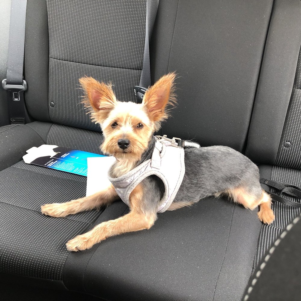 Alta Pet Center - I wish I had a before picture. He was literally starting to get matted. Whole new boy - Pet Groomers Near Me - Upland, California Alta Pet Center - I wish I had a before picture. He was literally starting to get matted. Whole new boy - Pet Groomers Near Me - Upland, California