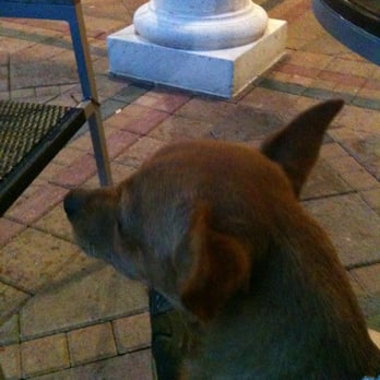 Starbucks - Nice covered patio for the doggies! - Coffee & Tea Near Me - Boynton Beach, Florida Starbucks - Nice covered patio for the doggies! - Coffee & Tea Near Me - Boynton Beach, Florida