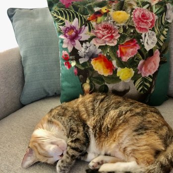 All About Restful Pets - Pet Hospice Near Me All About Restful Pets - Pet Hospice Near Me