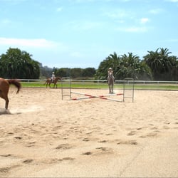 Aaa Moore Park Stables