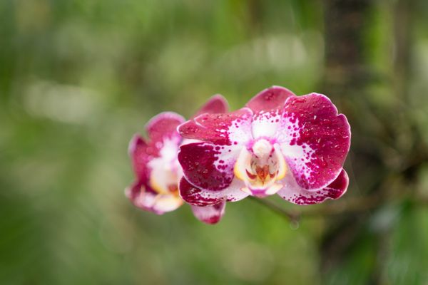 Hawai‘i Tropical Botanical Garden by null