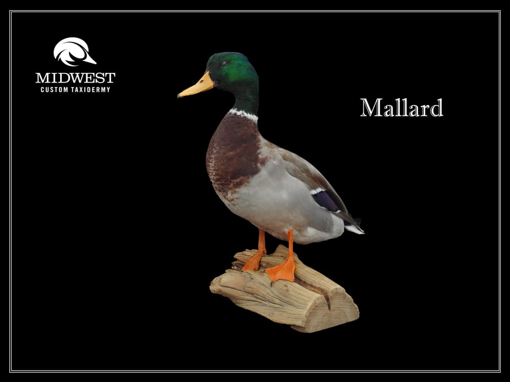 Midwest Custom Taxidermy - taxidermy in Hartford, SD