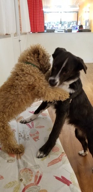 Mutt Hutt - pet boarding facility in New York, NY