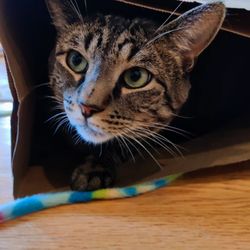 Hounds of Love Pet Care - This is a cat which Mende from Hounds of Love graciously and lovingly cared for while I traipsed around the Hudson Valley