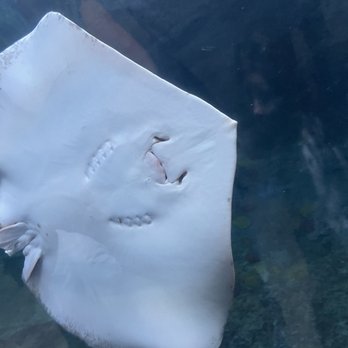 Downtown Aquarium - Museums Near Me - Denver, Colorado