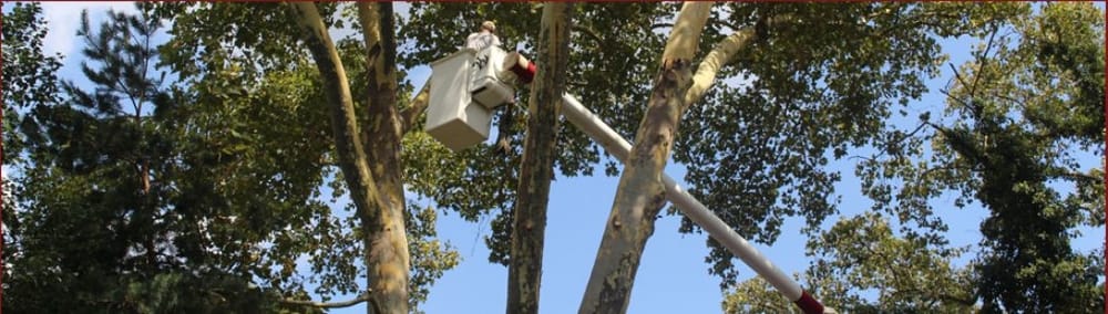 ACKERMAN TREE SERVICES - Updated October 2025 - 915 Forest Ave ...