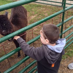 Wendel Farms - An alpaca in the petting area.
