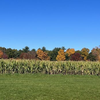 Schartner Farms - a corn field with trees in the background - Farmers Market Near Me - Bolton, Massachusetts Schartner Farms - a corn field with trees in the background - Farmers Market Near Me - Bolton, Massachusetts