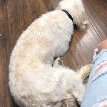 Happy Tails Pet Spa - After his cut - Pet Groomers Near Me - Fontana, California Happy Tails Pet Spa - After his cut - Pet Groomers Near Me - Fontana, California