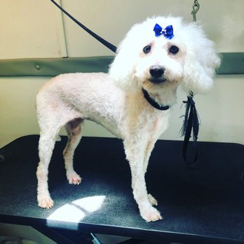 Marlene's mobile Dog Grooming - Pet Groomers Near Me