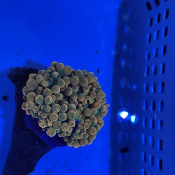 Saltwater Paradise - Aquariums Near Me - Irving, Texas Saltwater Paradise - Aquariums Near Me - Irving, Texas