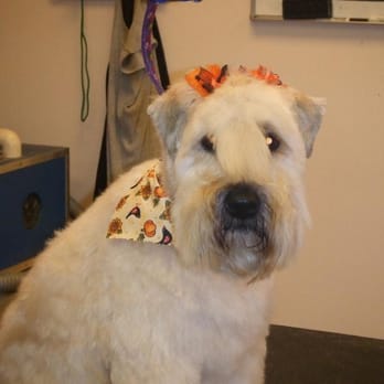 Groovy Groom Room - winnie - Pet Groomers Near Me - Scotch Plains, New Jersey Groovy Groom Room - winnie - Pet Groomers Near Me - Scotch Plains, New Jersey