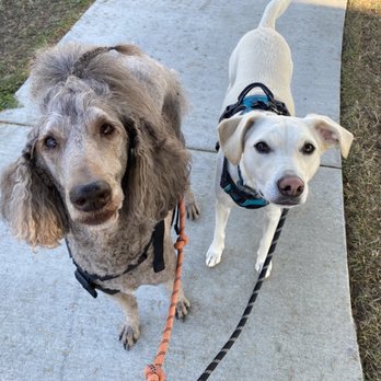 Mile Plus Dog Walking - Dog Walkers Near Me Mile Plus Dog Walking - Dog Walkers Near Me