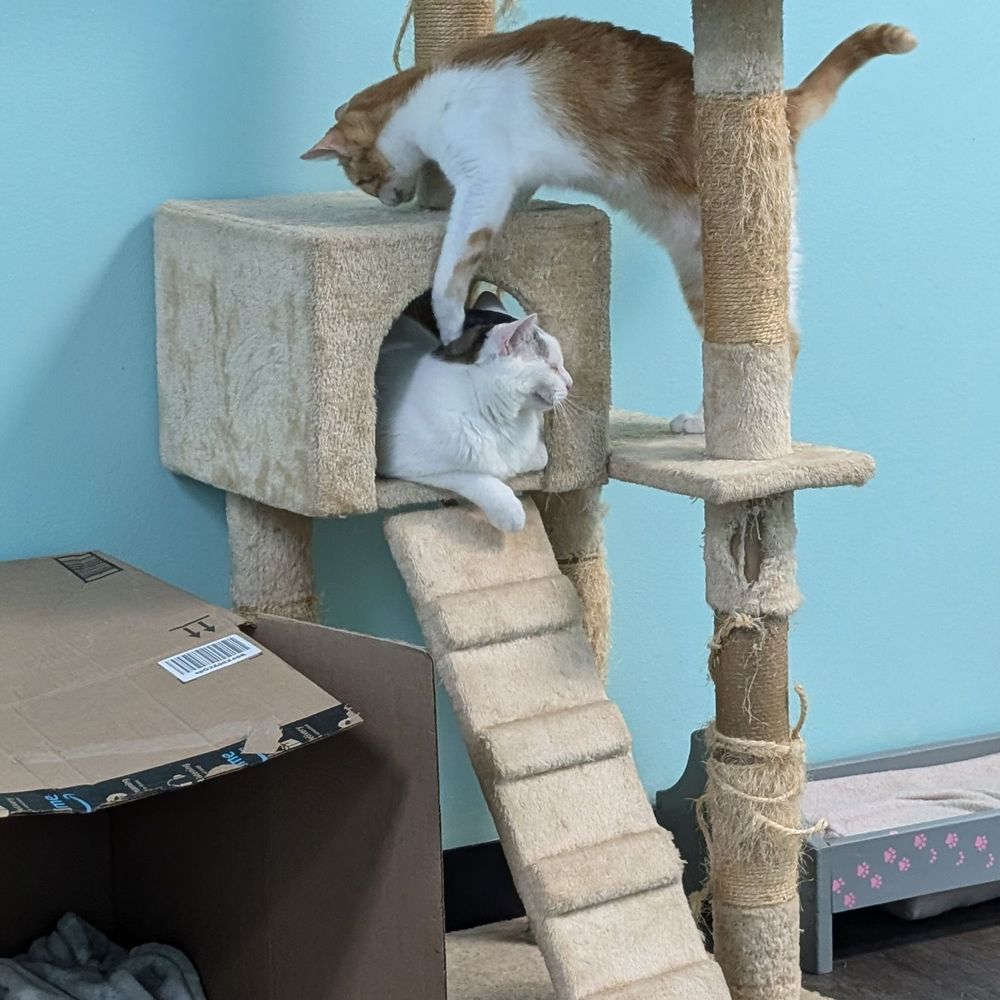 The Friendly Feline Cat Cafe - Themed Cafes Near Me - Greece, New York The Friendly Feline Cat Cafe - Themed Cafes Near Me - Greece, New York